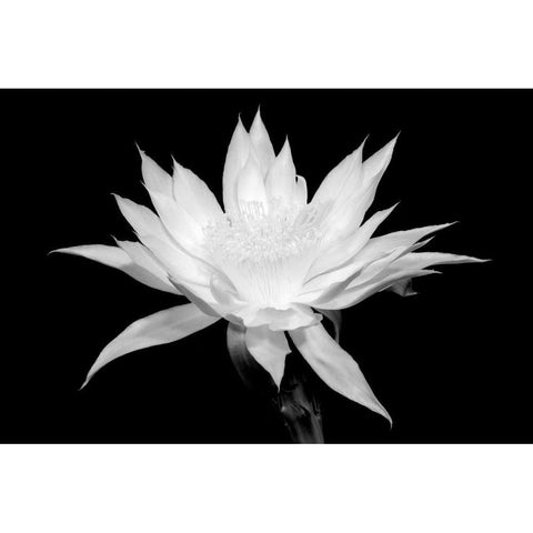 Cereus BW White Modern Wood Framed Art Print by Taylor, Douglas