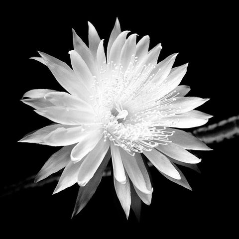 Queen of the Night BW II White Modern Wood Framed Art Print by Taylor, Douglas