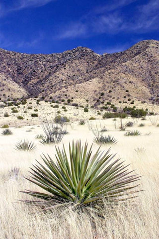 Desert Grasslands I Black Ornate Wood Framed Art Print with Double Matting by Taylor, Douglas