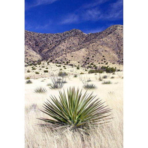 Desert Grasslands I White Modern Wood Framed Art Print by Taylor, Douglas