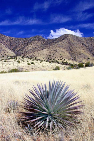 Desert Grasslands II White Modern Wood Framed Art Print with Double Matting by Taylor, Douglas