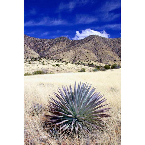 Desert Grasslands II Black Modern Wood Framed Art Print with Double Matting by Taylor, Douglas