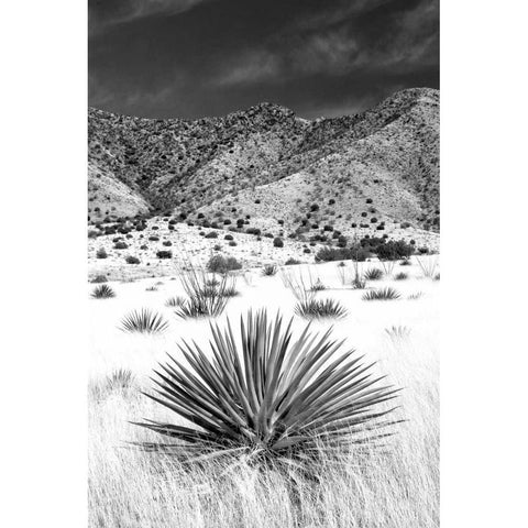 Desert Grasslands I BW White Modern Wood Framed Art Print by Taylor, Douglas