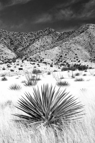 Desert Grasslands I BW White Modern Wood Framed Art Print with Double Matting by Taylor, Douglas