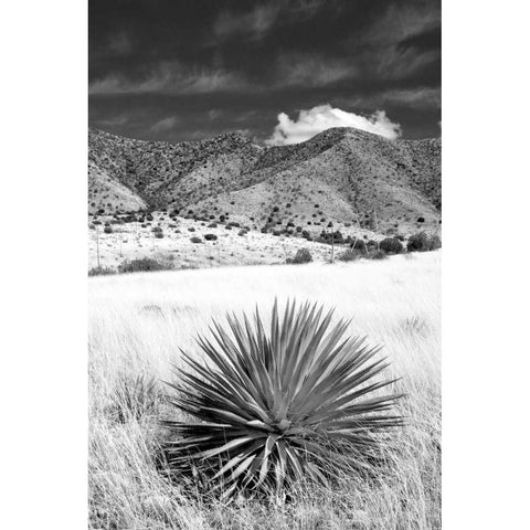 Desert Grasslands II BW Gold Ornate Wood Framed Art Print with Double Matting by Taylor, Douglas