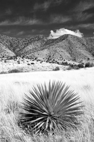 Desert Grasslands II BW Black Ornate Wood Framed Art Print with Double Matting by Taylor, Douglas