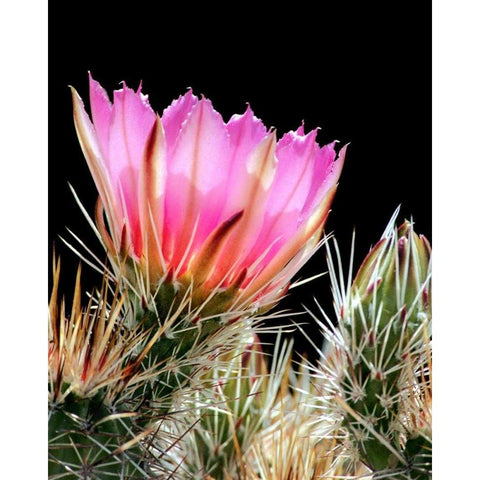 Armed and Beautiful White Modern Wood Framed Art Print by Taylor, Douglas