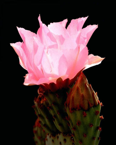 Beaver Tail Cactus Flower White Modern Wood Framed Art Print with Double Matting by Taylor, Douglas