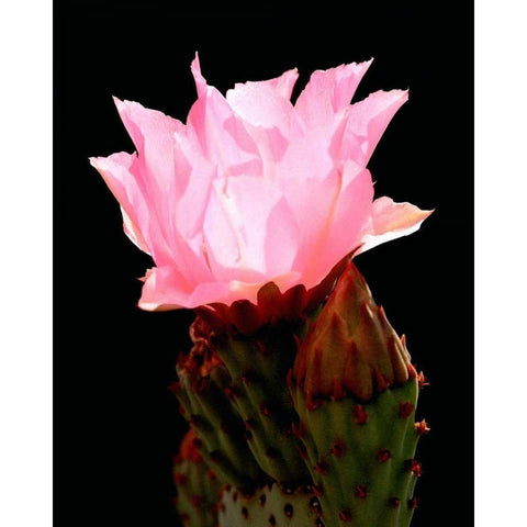 Beaver Tail Cactus Flower Black Modern Wood Framed Art Print by Taylor, Douglas