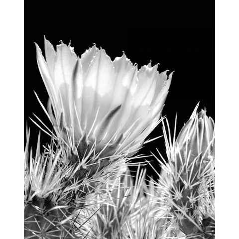 Armed and Beautiful BW Black Modern Wood Framed Art Print with Double Matting by Taylor, Douglas