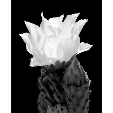 Beaver Tail Cactus Flower BW Black Modern Wood Framed Art Print with Double Matting by Taylor, Douglas