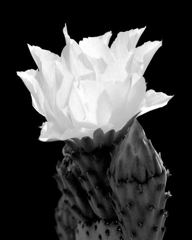 Beaver Tail Cactus Flower BW White Modern Wood Framed Art Print with Double Matting by Taylor, Douglas