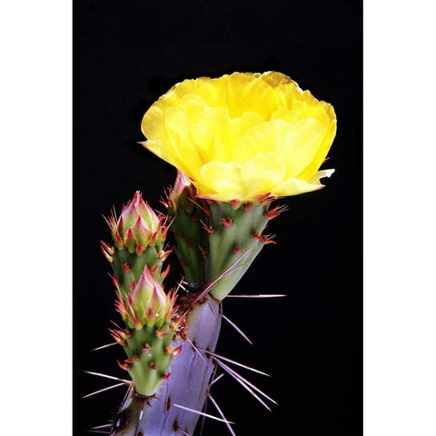 Beginning the Month of Yellow Black Modern Wood Framed Art Print by Taylor, Douglas