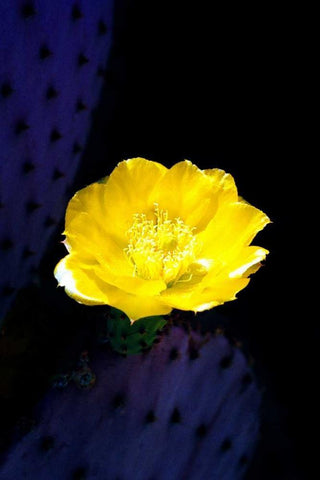 Prickly Pear Cactus Blossom White Modern Wood Framed Art Print with Double Matting by Taylor, Douglas