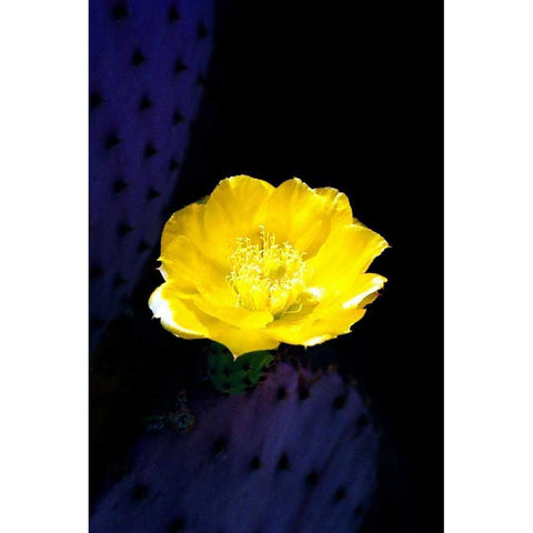 Prickly Pear Cactus Blossom Gold Ornate Wood Framed Art Print with Double Matting by Taylor, Douglas