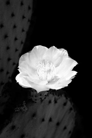 Prickly Pear Cactus Blossom BW White Modern Wood Framed Art Print with Double Matting by Taylor, Douglas