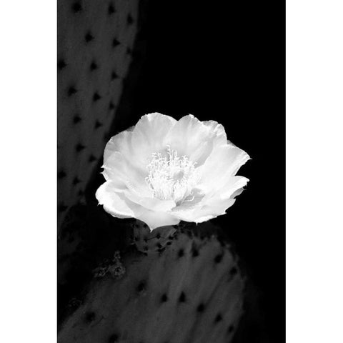 Prickly Pear Cactus Blossom BW Black Modern Wood Framed Art Print with Double Matting by Taylor, Douglas