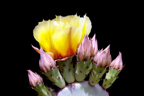 Prickly Pear Blossom and Buds Black Ornate Wood Framed Art Print with Double Matting by Taylor, Douglas