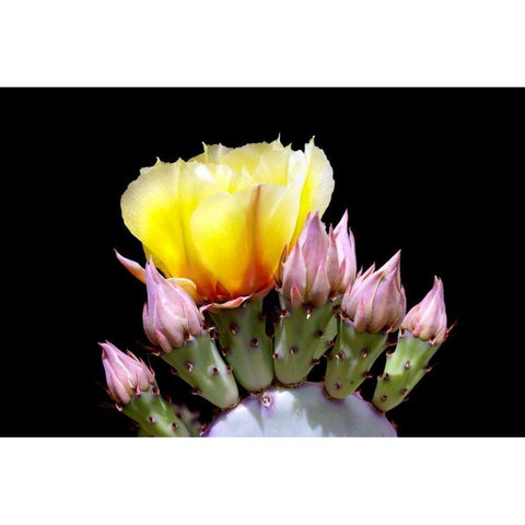 Prickly Pear Blossom and Buds White Modern Wood Framed Art Print by Taylor, Douglas
