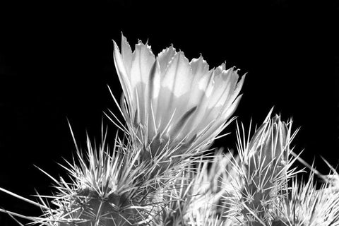 Hedgehog Cactus Flower BW Black Ornate Wood Framed Art Print with Double Matting by Taylor, Douglas