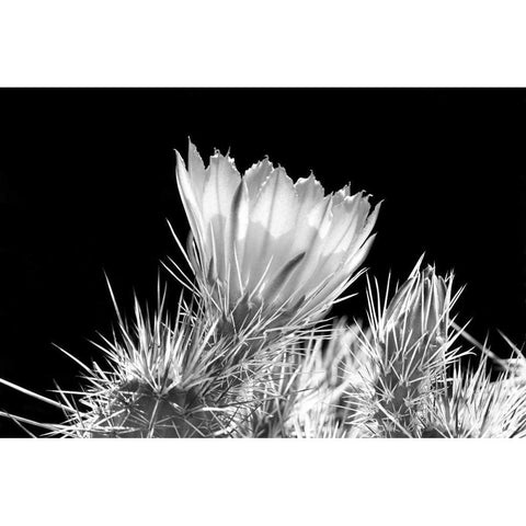 Hedgehog Cactus Flower BW Gold Ornate Wood Framed Art Print with Double Matting by Taylor, Douglas