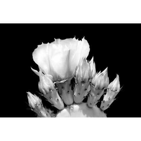 Prickly Pear Blossom and Buds BW Black Modern Wood Framed Art Print with Double Matting by Taylor, Douglas