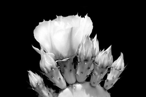 Prickly Pear Blossom and Buds BW White Modern Wood Framed Art Print with Double Matting by Taylor, Douglas