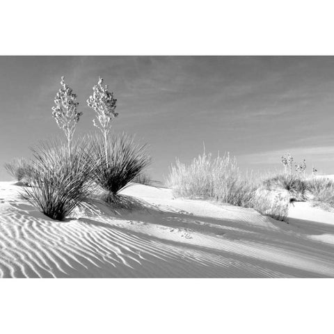 Shadows in the Sand II White Modern Wood Framed Art Print by Taylor, Douglas