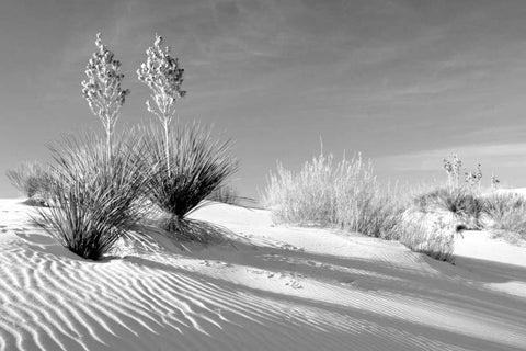 Shadows in the Sand II White Modern Wood Framed Art Print with Double Matting by Taylor, Douglas