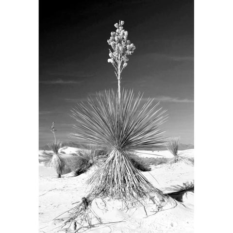 Yucca At White Sands I Black Modern Wood Framed Art Print with Double Matting by Taylor, Douglas