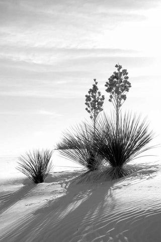 Yucca At White Sands II Black Ornate Wood Framed Art Print with Double Matting by Taylor, Douglas