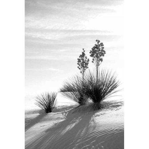 Yucca At White Sands II Black Modern Wood Framed Art Print with Double Matting by Taylor, Douglas