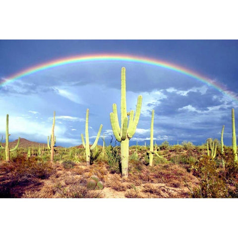 Desert Blessing II Gold Ornate Wood Framed Art Print with Double Matting by Taylor, Douglas