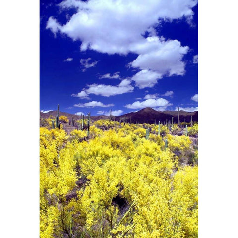 Palo Verde Bloom Black Modern Wood Framed Art Print with Double Matting by Taylor, Douglas