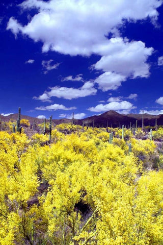 Palo Verde Bloom Black Ornate Wood Framed Art Print with Double Matting by Taylor, Douglas