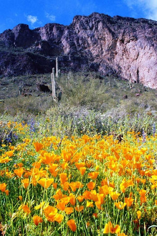 Picacho Peak Wildflowers White Modern Wood Framed Art Print with Double Matting by Taylor, Douglas