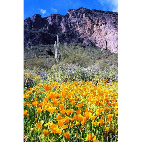 Picacho Peak Wildflowers Gold Ornate Wood Framed Art Print with Double Matting by Taylor, Douglas