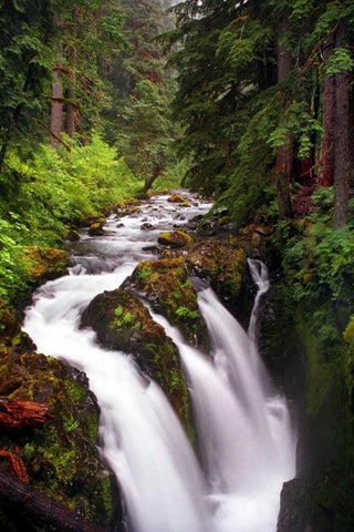 Sol Duc River Falls White Modern Wood Framed Art Print with Double Matting by Taylor, Douglas