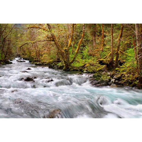 Rainforest River I Black Modern Wood Framed Art Print with Double Matting by Taylor, Douglas