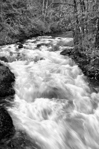 Hamma Hamma River BW White Modern Wood Framed Art Print with Double Matting by Taylor, Douglas