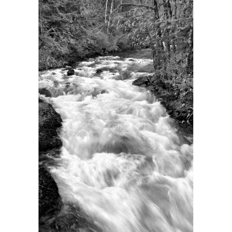 Hamma Hamma River BW White Modern Wood Framed Art Print by Taylor, Douglas