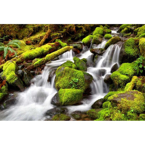 Forest Stream White Modern Wood Framed Art Print by Taylor, Douglas