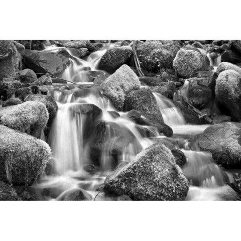 Trailside Stream BW Black Modern Wood Framed Art Print with Double Matting by Taylor, Douglas