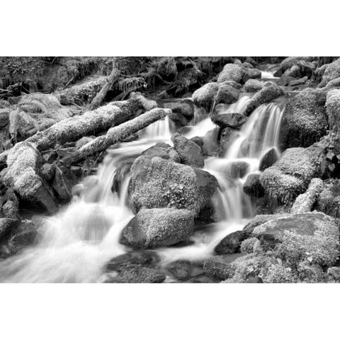 Forest Stream BW Black Modern Wood Framed Art Print with Double Matting by Taylor, Douglas