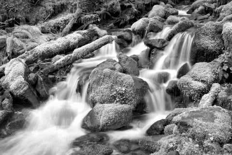 Forest Stream BW White Modern Wood Framed Art Print with Double Matting by Taylor, Douglas