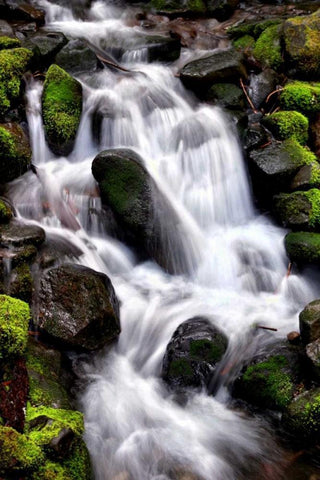 Trailside Waterfall I Black Ornate Wood Framed Art Print with Double Matting by Taylor, Douglas