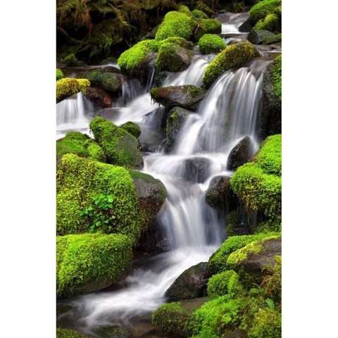 Trailside Waterfall II White Modern Wood Framed Art Print by Taylor, Douglas