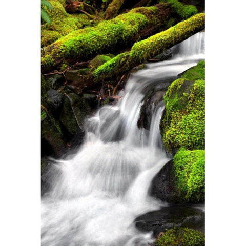 Trailside Waterfall III White Modern Wood Framed Art Print by Taylor, Douglas