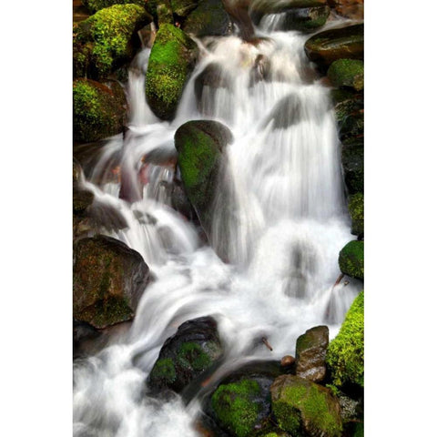 Trailside Waterfall IV White Modern Wood Framed Art Print by Taylor, Douglas