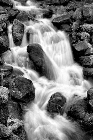 Trailside Waterfall I BW Black Ornate Wood Framed Art Print with Double Matting by Taylor, Douglas